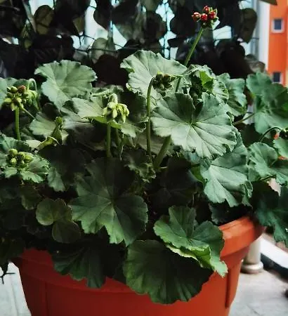 F 207 Del Sol - просторно студио с кухня и паркомясто 아파트