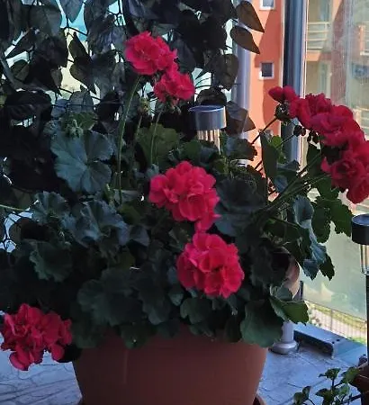 公寓 F 207 Del Sol - просторно студио с кухня и паркомясто *