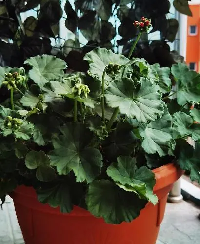 F 207 Del Sol - просторно студио с кухня Apartment