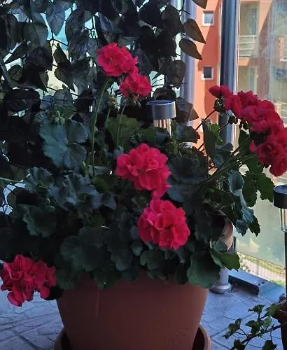 Apartment F 207 Del Sol - просторно студио с кухня *